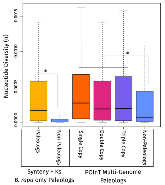 Nucleotide diversity across Brassica rapa paleologs and non-paleologs