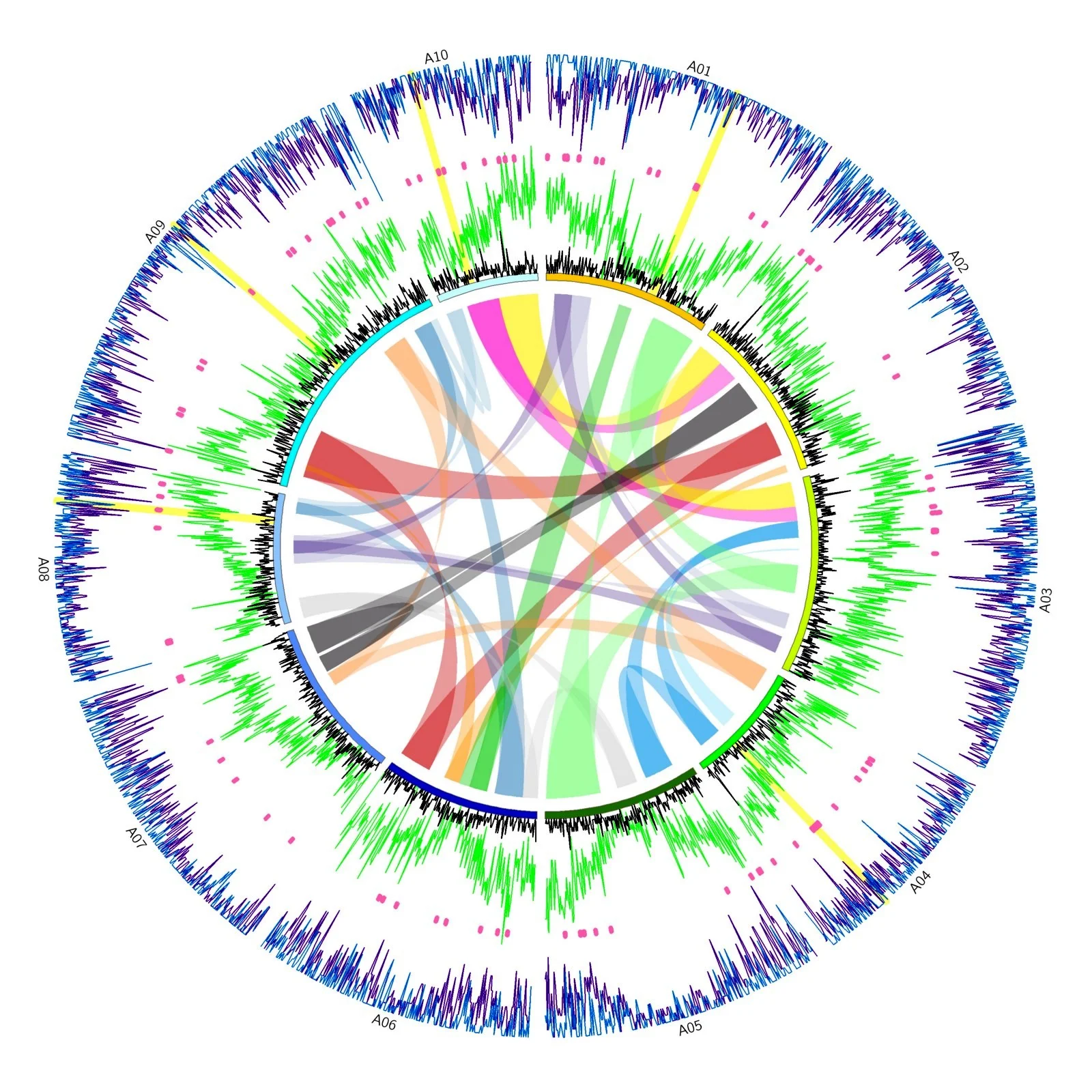 Genetic diversity across the paleopolyploid genome of Brassica rapa