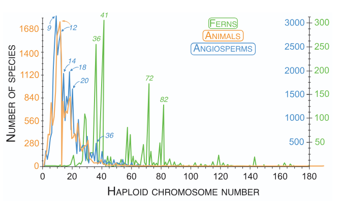 Distribution of chromosome numbers among flowering plants, ferns, and animals
