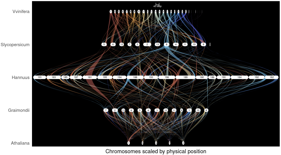 Riparian plot of genome evolution across five angiosperm species