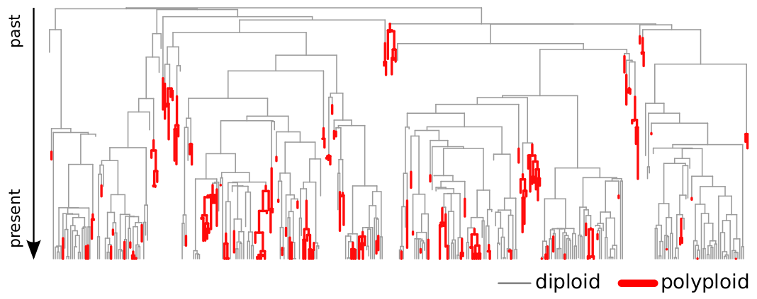 Simulation analyses of diversification of diploid and polyploid lineages