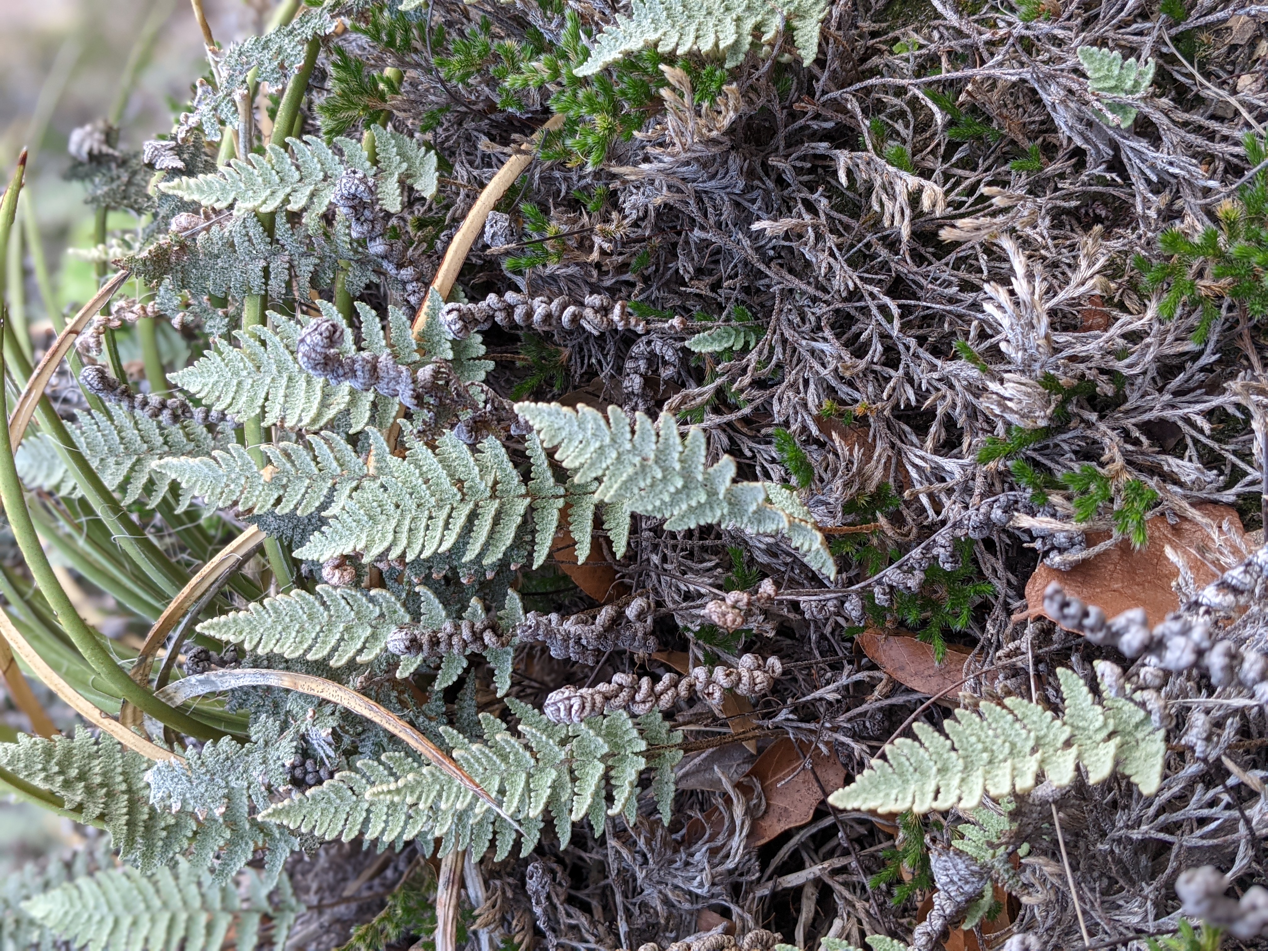 Field and Collections
