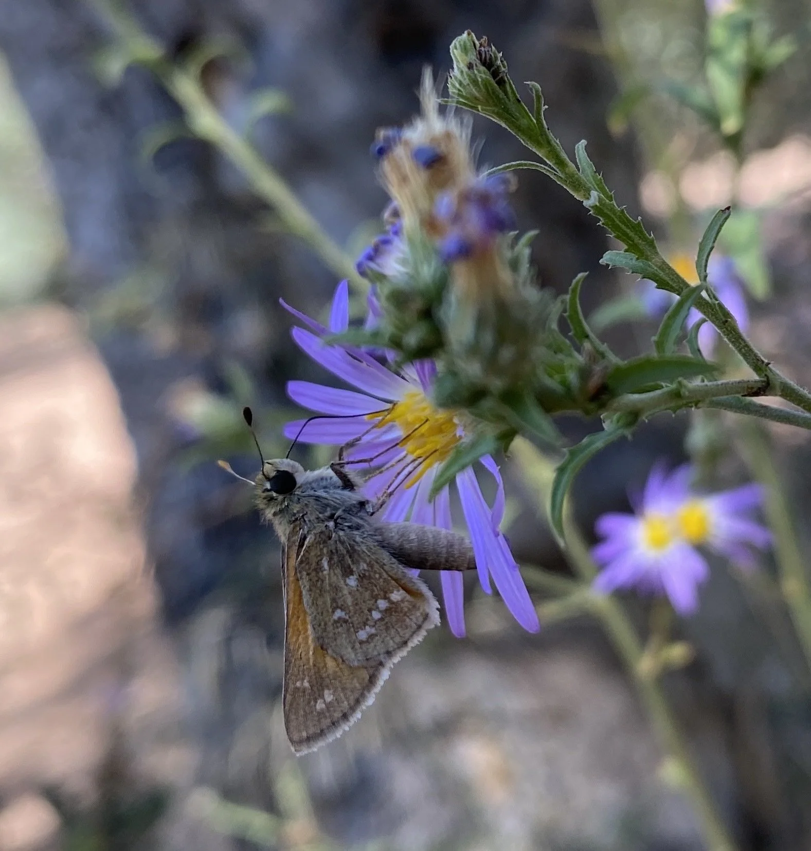 Dieteria sp. visited by a skipper in the White Mountains of Arizona