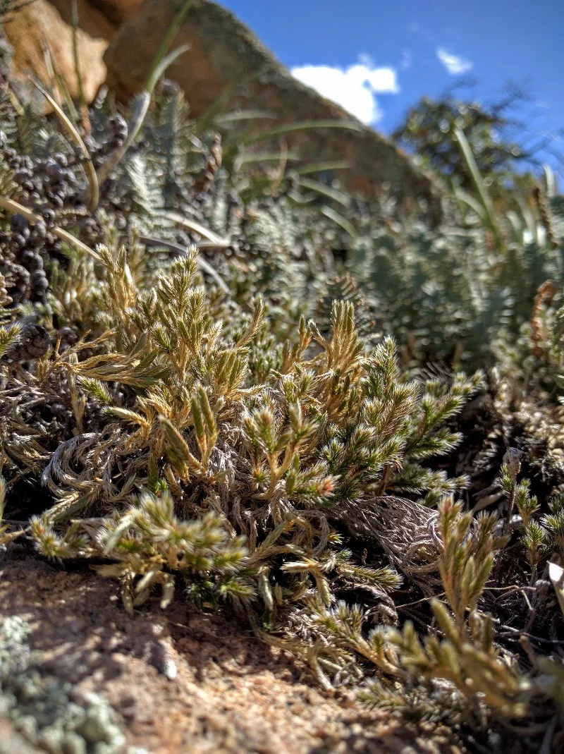 Selaginella rupincola at Cochise Stronghold in the Dragoon Mountains