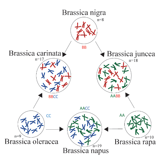 Triangle of U hypothesis of relationships among diploid and allopolyploid species of Brassica