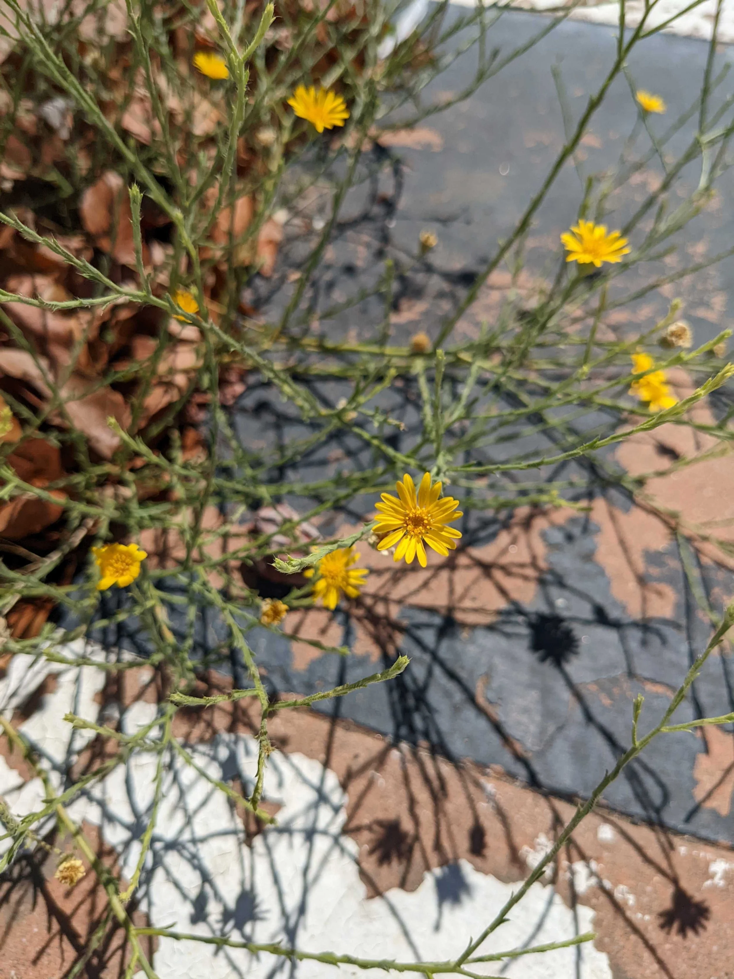 Xanthisma spinulosum growing outside a gym in Tucson, Arizona